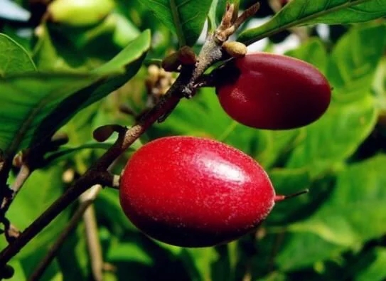 城里人從來都沒見過的，國寶級的珍貴植物