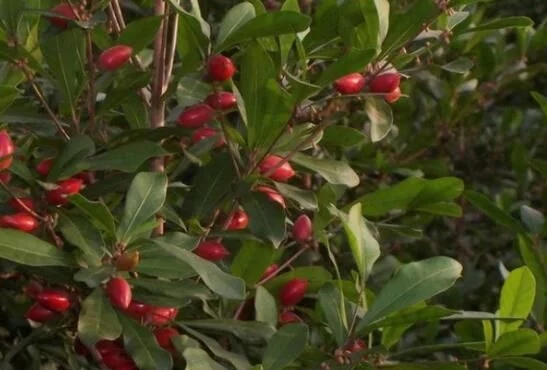 城里人從來都沒見過的，國寶級的珍貴植物