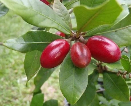 城里人從來都沒見過的，國寶級的珍貴植物