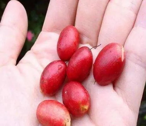 城里人從來都沒見過的,國寶級的珍貴植物