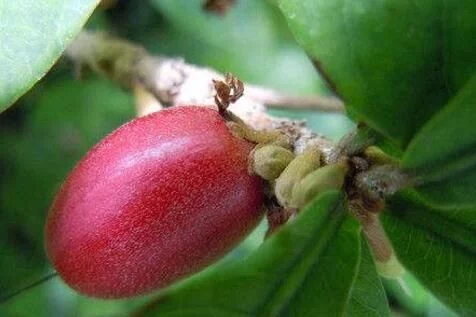城里人從來都沒見過的,國寶級的珍貴植物