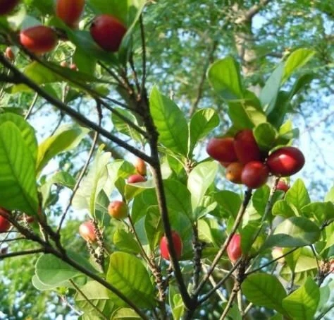 城里人從來都沒見過的,國寶級的珍貴植物