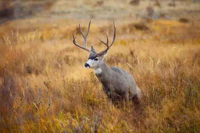 落基山國(guó)家公園