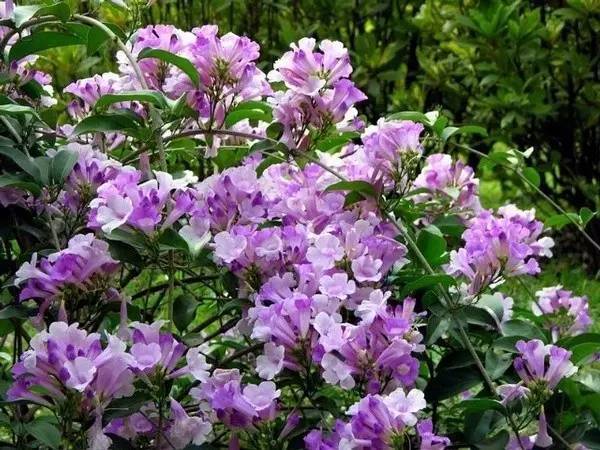 陽臺爬藤植物,這種你可能還沒種過