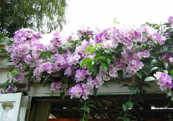 陽臺爬藤植物,這種你可能還沒種過