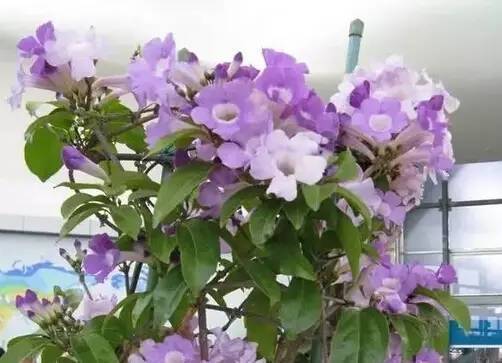 陽臺爬藤植物,這種你可能還沒種過