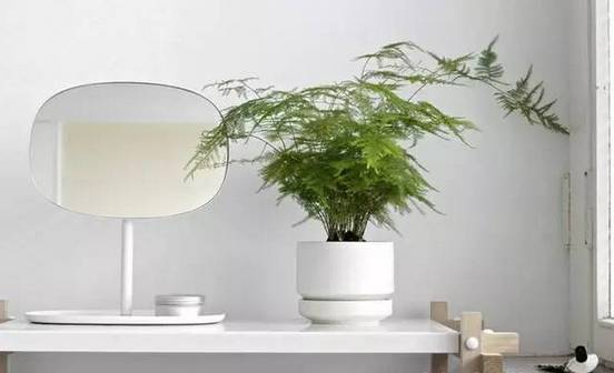 光線不好也能養的植物,給你推薦這10種