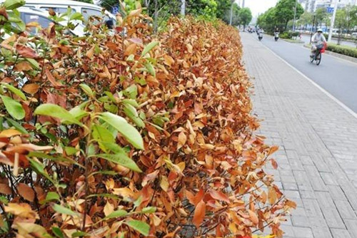 被高溫“烤傷”的綠化怎么辦？