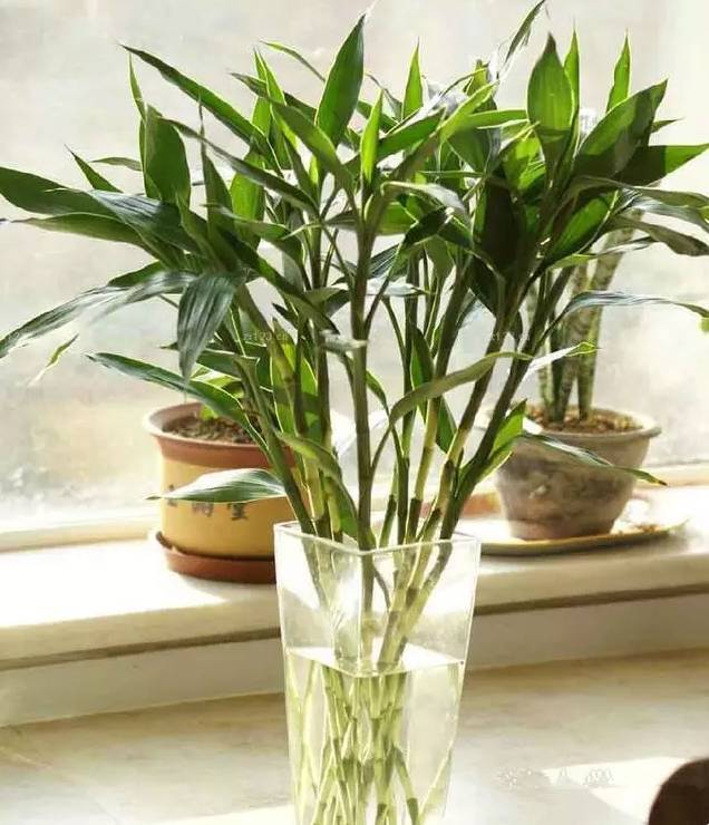 光線不好也能養的植物,給你推薦這10種