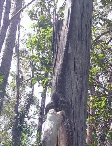 小伙探險途中偶遇“異樣樹木”受驚嚇