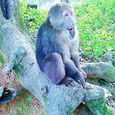 湖南南山國家公園體制試點區掠影(多圖)