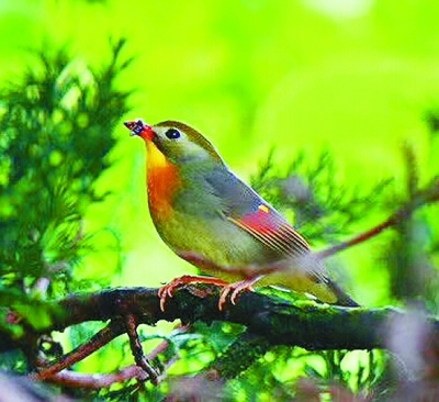 湖南南山國家公園體制試點區掠影(多圖)