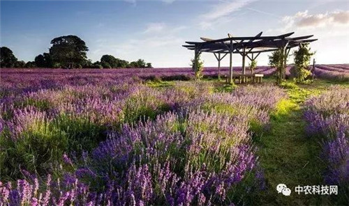 國外創意農業的4種成功類型