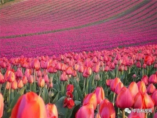 國外創(chuàng)意農(nóng)業(yè)的4種成功類型