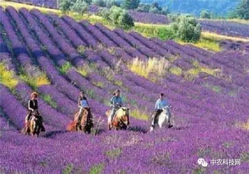 國外創(chuàng)意農(nóng)業(yè)的4種成功類型