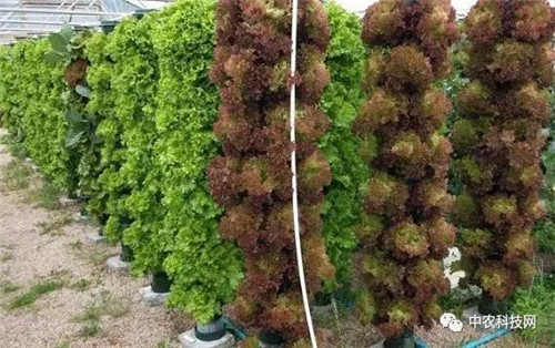 國外創(chuàng)意農(nóng)業(yè)的4種成功類型