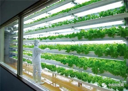 國外創(chuàng)意農(nóng)業(yè)的4種成功類型