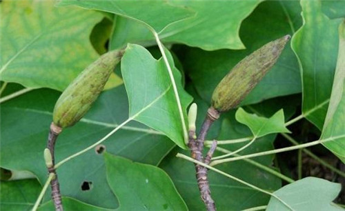 中國特有珍稀Ⅱ級重點(diǎn)保護(hù)植物