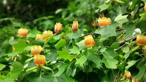 中國特有珍稀Ⅱ級重點(diǎn)保護(hù)植物