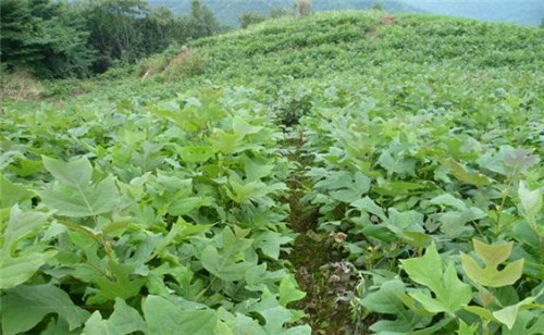 中國特有珍稀Ⅱ級重點(diǎn)保護(hù)植物