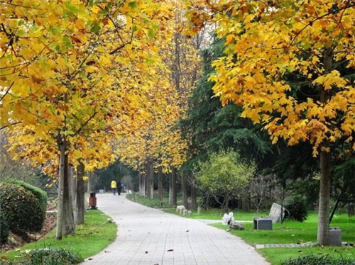 中國特有珍稀Ⅱ級重點(diǎn)保護(hù)植物