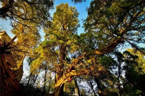 渭南又添一處國(guó)家森林公園