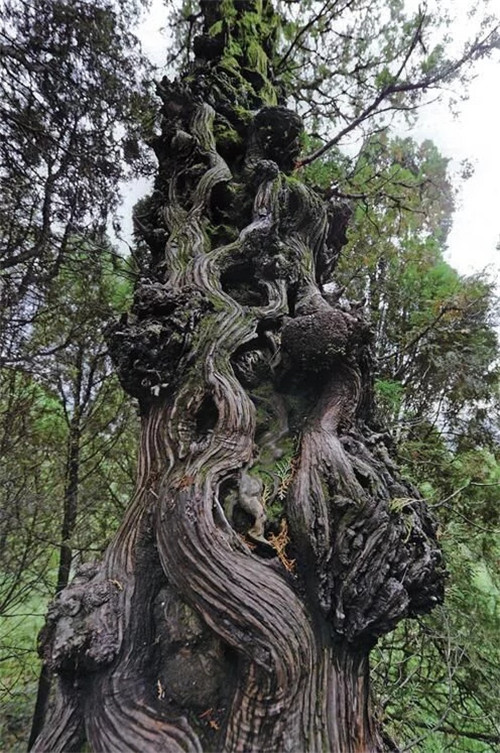 陜西武帝山國家森林公園古樹名木