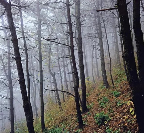 陜西武帝山國家森林公園古樹名木