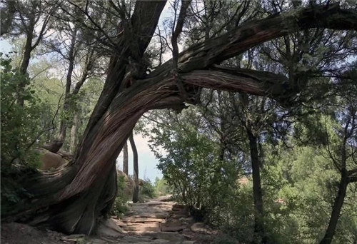陜西武帝山國家森林公園古樹名木