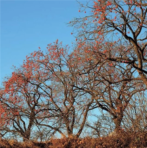 陜西武帝山國家森林公園古樹名木
