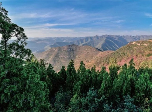 陜西武帝山國家森林公園古樹名木
