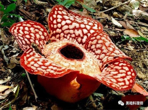 地球上10大臭得無法言語的植物