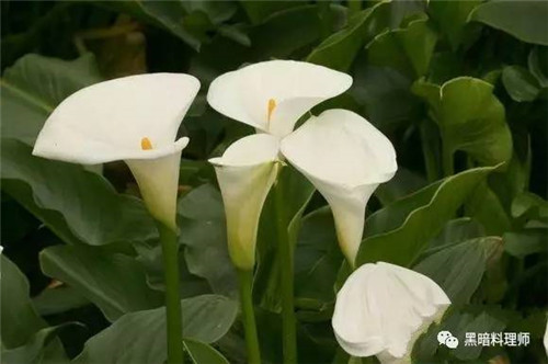 地球上10大臭得無法言語的植物