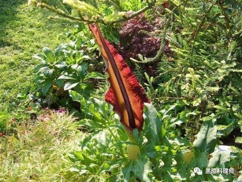 地球上10大臭得無法言語的植物