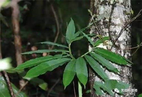 地球上10大臭得無法言語的植物