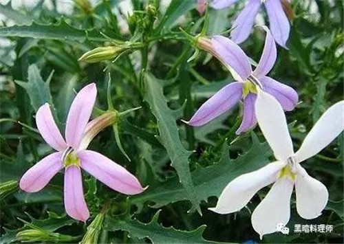 地球上10大臭得無法言語的植物