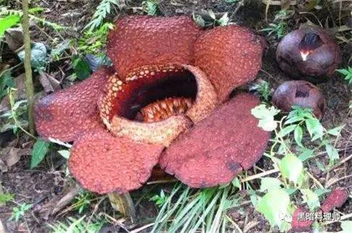 地球上10大臭得無法言語的植物