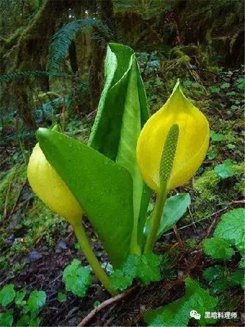 地球上10大臭得無法言語的植物