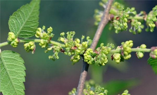 中國Ⅱ級重點保護野生植物——櫸樹