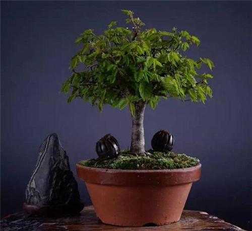 中國Ⅱ級重點保護野生植物——櫸樹