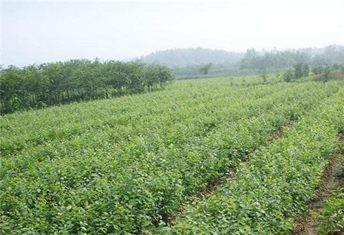 中國Ⅱ級重點保護野生植物——櫸樹