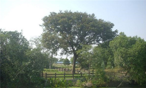 中國Ⅱ級重點保護野生植物——櫸樹