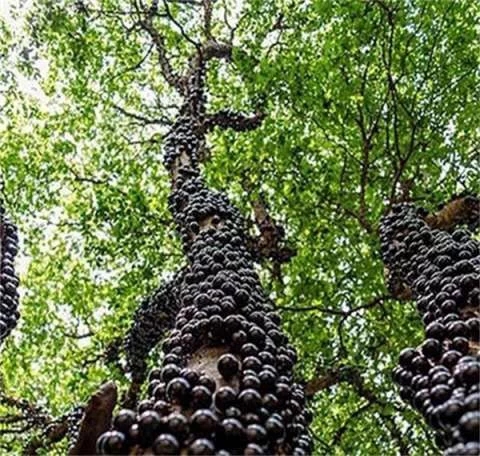 巴西圣保羅州樹林中發現奇怪的樹木 