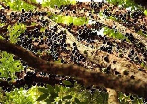 巴西圣保羅州樹林中發現奇怪的樹木 