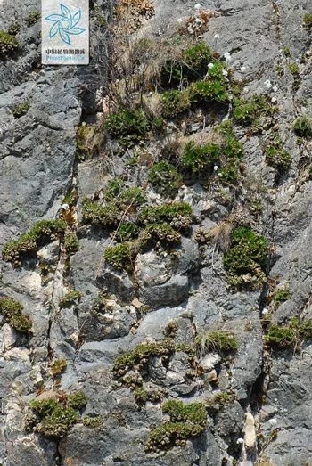 植物中的小強——九死還魂草