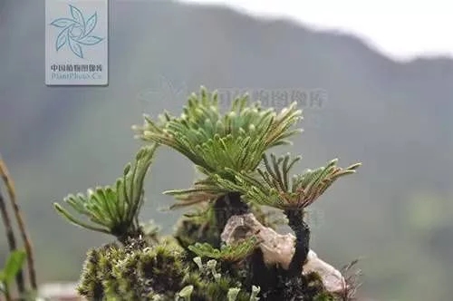 植物中的小強——九死還魂草