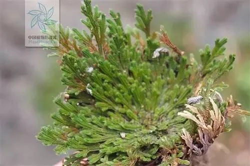 植物中的小強——九死還魂草