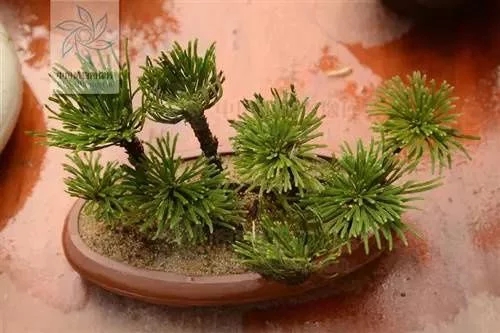 植物中的小強——九死還魂草