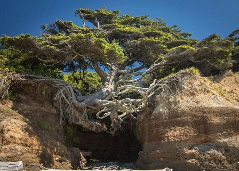 樹堅強！樹木絕地逢生展自然之美