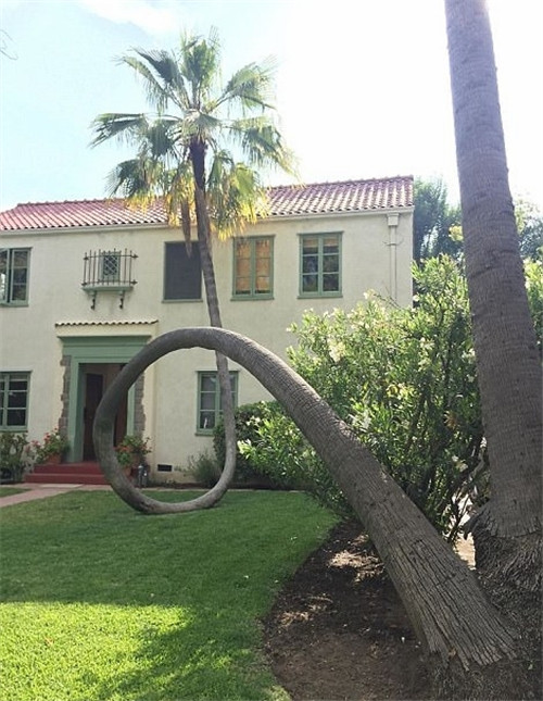 樹堅強！樹木絕地逢生展自然之美